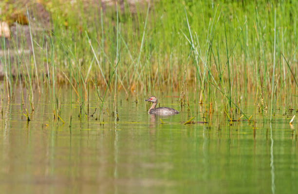 ノースウッズ湖の角カイツブリの脱皮 - manitoba north lake canada ストックフォトと画像