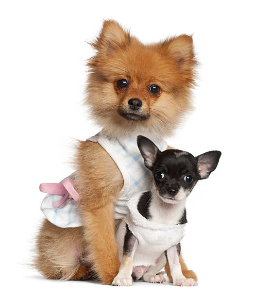 istock Spitz and Chihuahua puppy sitting against white background 152020600