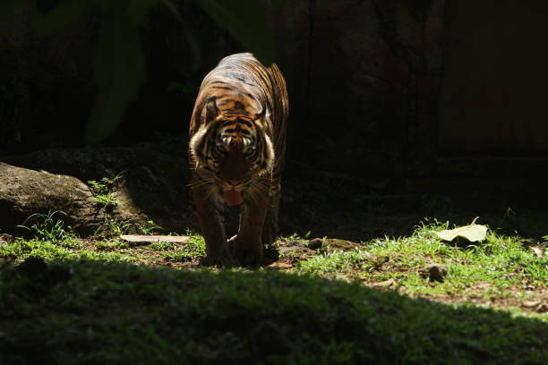 tygrys sumatrzański - tiger animal sumatran tiger endangered species zdjęcia i obrazy z banku zdjęć