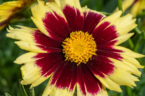 Red and yellow Coreopsis Grandiflora flower or large flowered tickseed macro image.