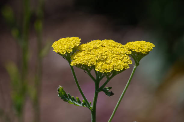 Yellow Fernleaf Yarrow flowers close-up A single stem of yellow fernleaf yarrow flowers with blurred background fernleaf yarrow in garden stock pictures, royalty-free photos & images