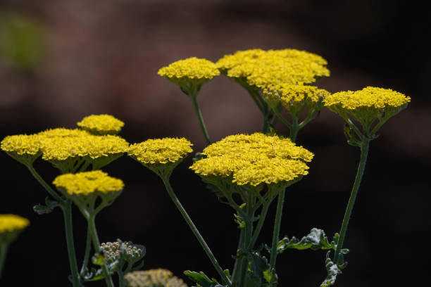 Golden or Yellow fernleaf Yarrow flowers. Golden colored or yellow fernleaf yarrow flowers, several blossoms. fernleaf yarrow in garden stock pictures, royalty-free photos & images
