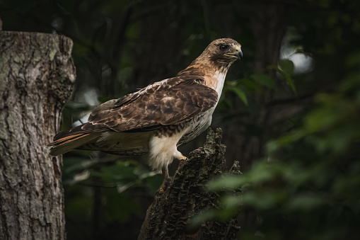 Red-tailed hawk perched on broken tree, side view of bird, full bird visible.