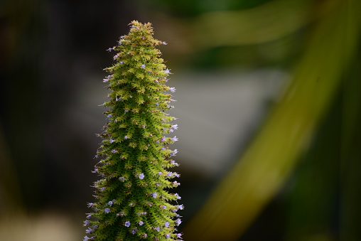 Equisetum fluviatile,  water horsetail in spring swamp, closeup selective focus