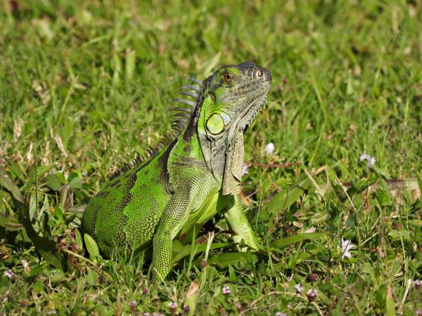 istock Green Iguana (Iguana iguana) - sitting in the grass 1520210403