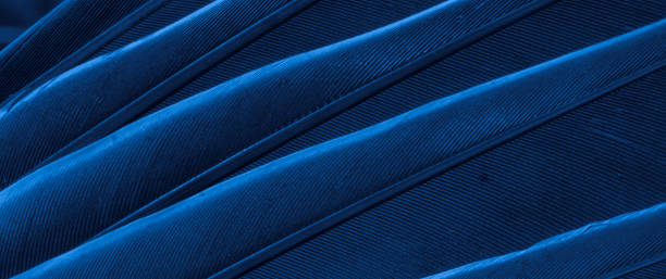 istock blue feather pigeon macro photo. texture or background 1520210619