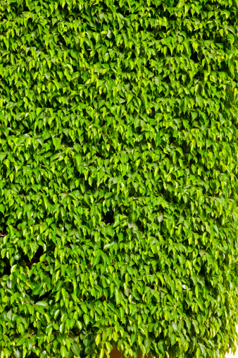 Tropical green hedge over wall
