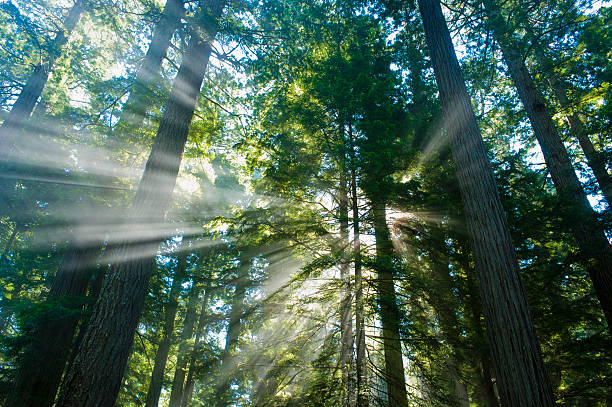 istock Bright God rays of light in the redwood forest 152021581