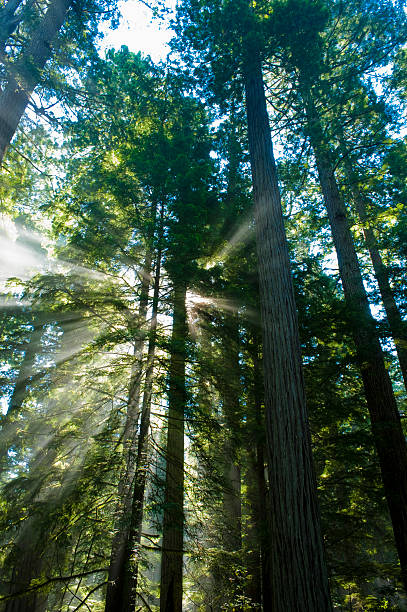 istock Bright God rays of light in the redwood forest 152021608