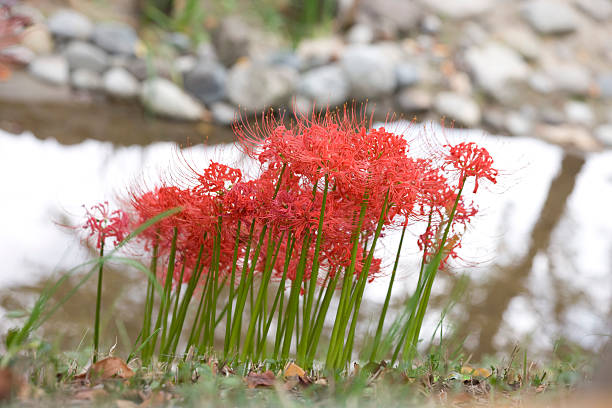 lycoris の秋 - mystery lily ストックフォトと画像