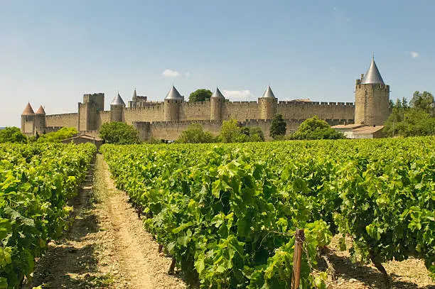 Photo of Medieval town of Carcassonne surrounded by vineyards