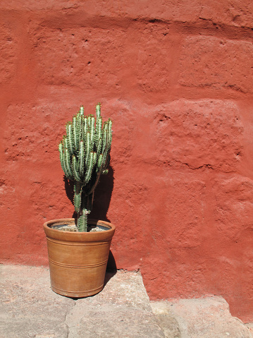 Green cactus in front at the red wall