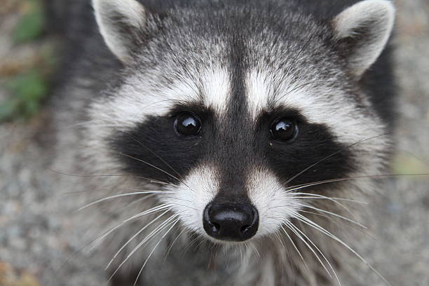 istock portrait of raccoon 152022213