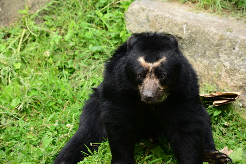 Sitting female mammal.