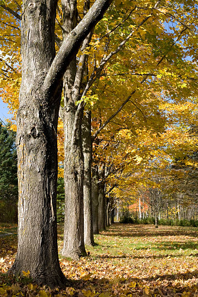 maple row no outono nos EUA - foto de acervo