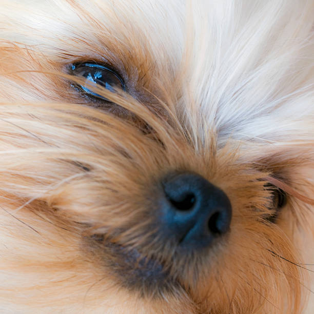 Yorkie stock photo