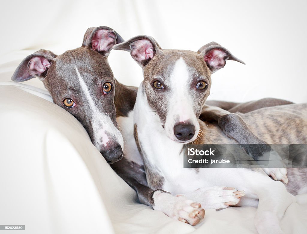 Whippets Amizade - Royalty-free Abraçar Foto de stock