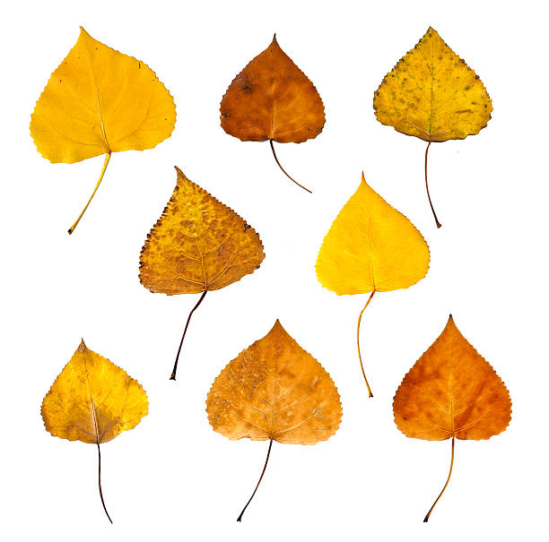 autumn leaves stock photo