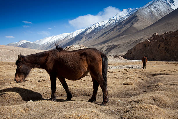 wild horse in ladakh stock photo