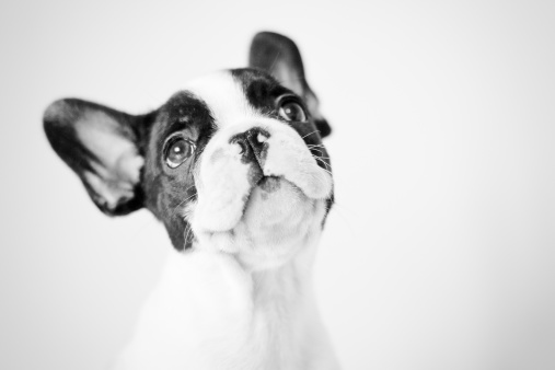 French bulldog puppy