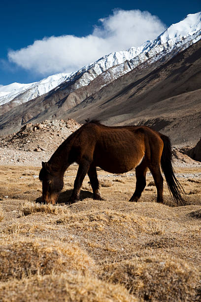 wild horse in ladakh, no2 stock photo