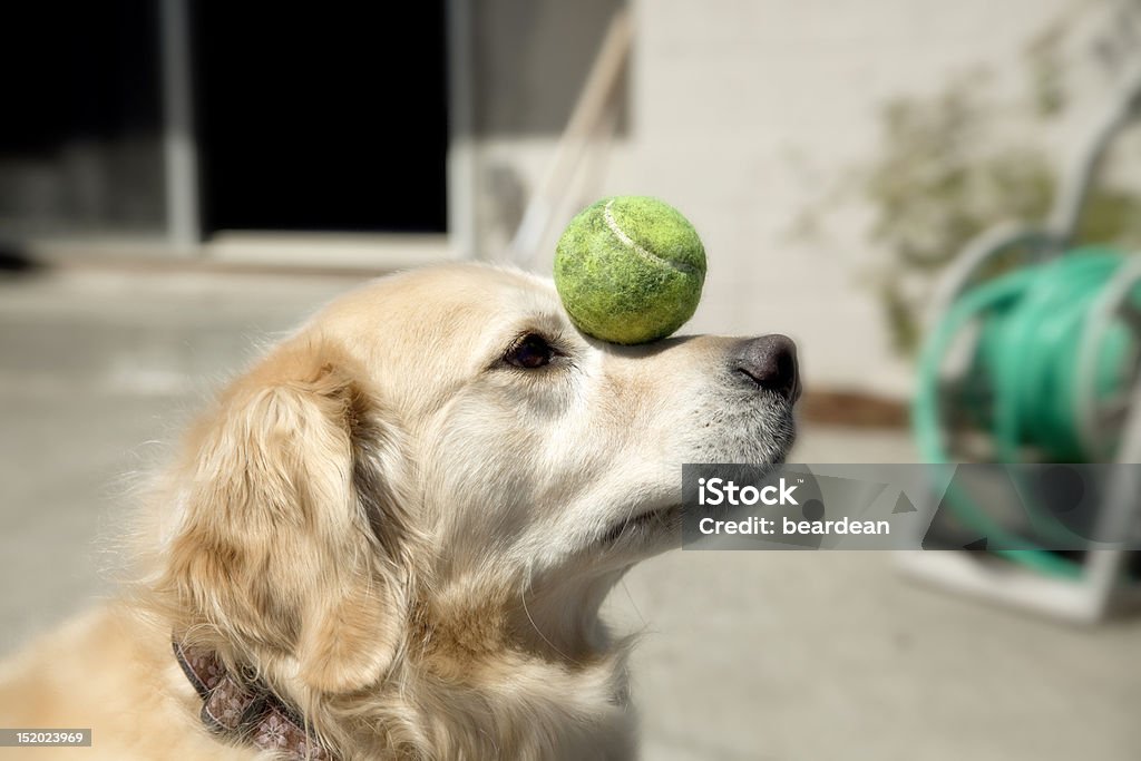 Мяч баланс - Стоковые фото Собака роялти-фри