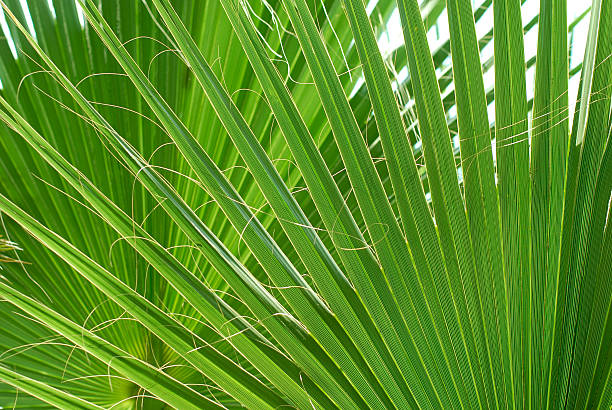 Palm leaves stock photo