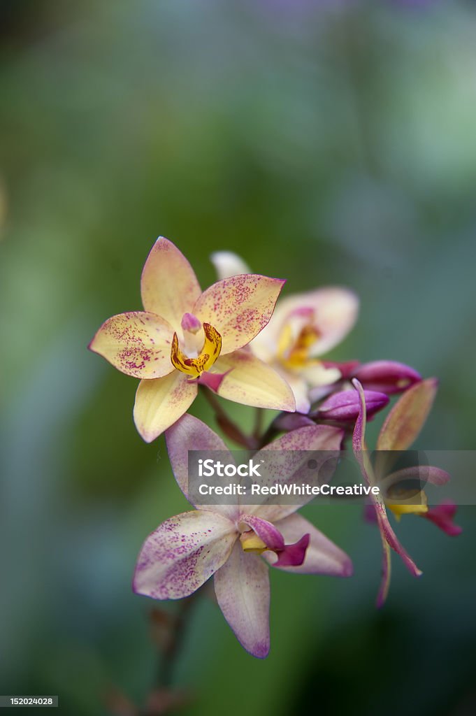 orchid - Lizenzfrei Asien Stock-Foto