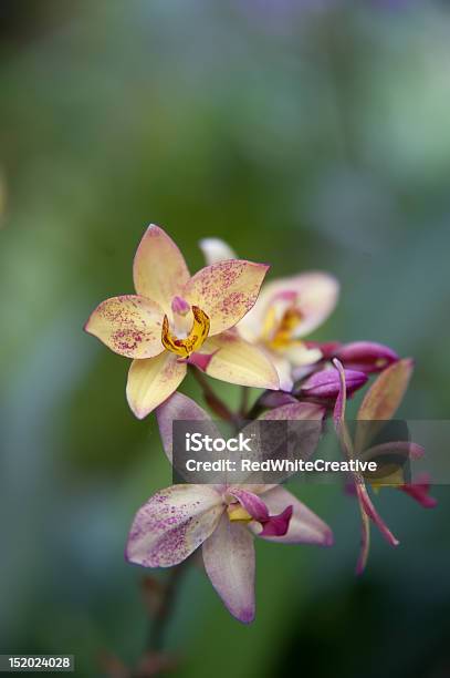 Orchid Stockfoto und mehr Bilder von Asien - Asien, Ast - Pflanzenbestandteil, Blume