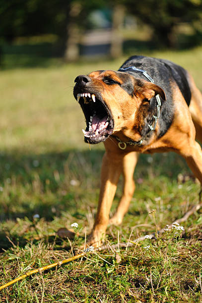 niebezpieczeństwo pies - dog biting aggression animal teeth zdjęcia i obrazy z banku zdjęć