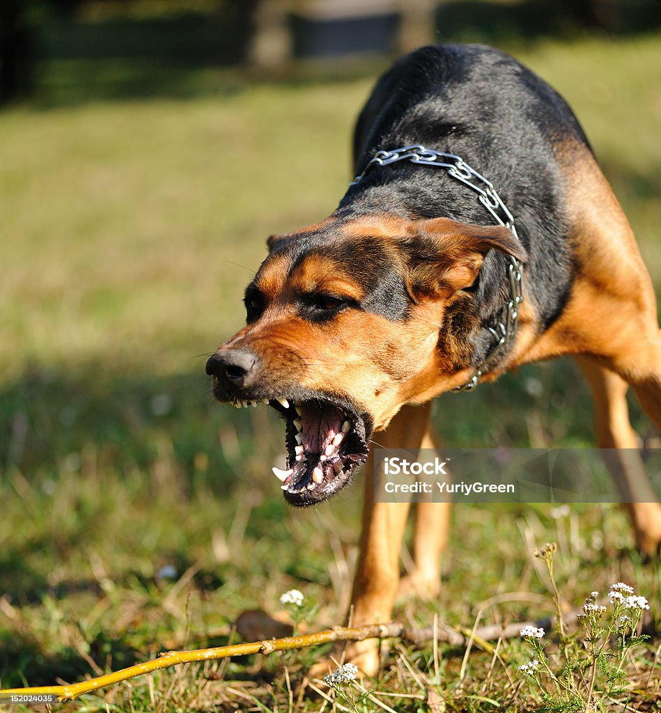 Gefahr Hund - Lizenzfrei Hund Stock-Foto