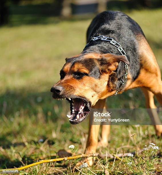 Gefahr Hund Stockfoto und mehr Bilder von Hund - Hund, Knurren, Aggression