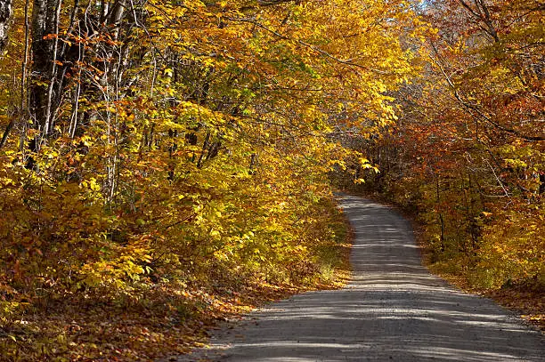 Colorful autumn fall road lined with leaves and trees