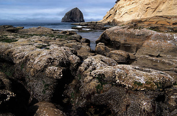 istock Cape Kiwanda Low Tide Crustations Oregon 152024336