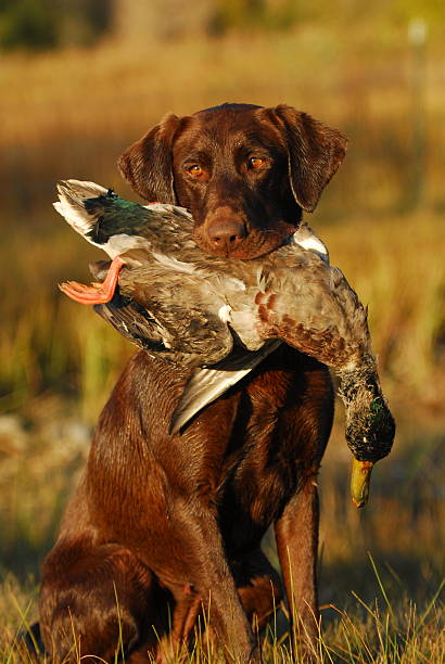 labrador retiever jagd-ornament - flyway stock-fotos und bilder