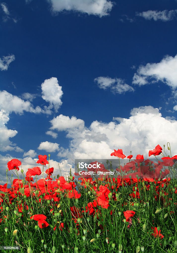 red poppies field of red poppies with cumulus clouds Agricultural Field Stock Photo