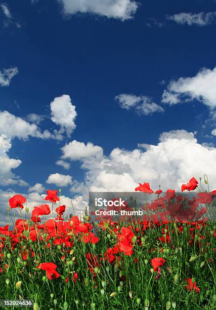 Red Poppies Stock Photo - Download Image Now - Agricultural Field, Beauty, Bright