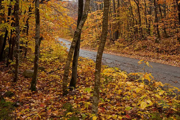 Colorful autumn fall road lined with leaves and trees