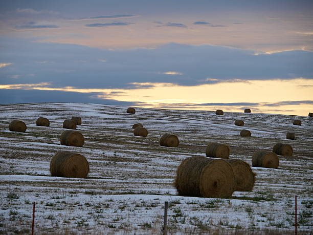 istock Hay Bales Against a Winter Sky at Sunrise 152024749