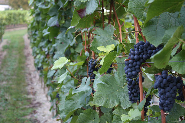 Grapes stock photo