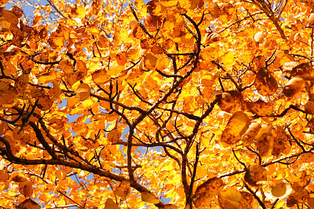 golden autumn stock photo