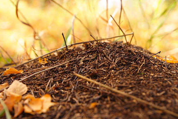 ant hill stock photo