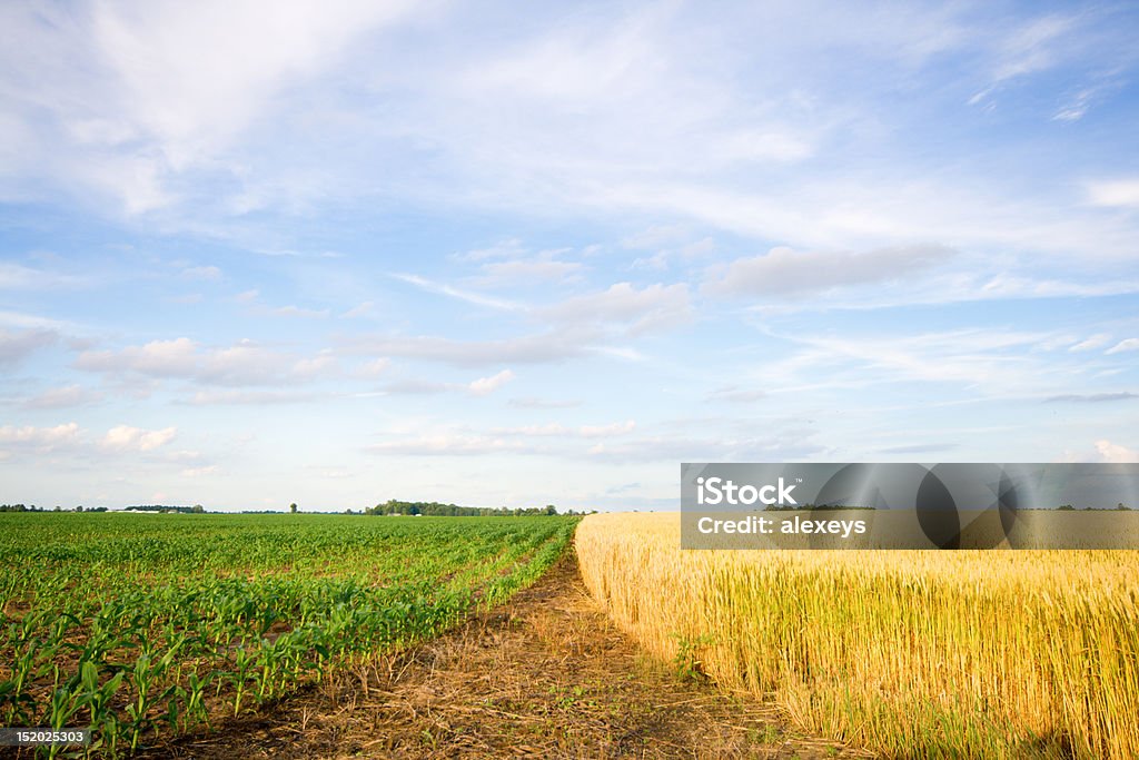 Trigo y el maíz - Foto de stock de Campo - Tierra cultivada libre de derechos