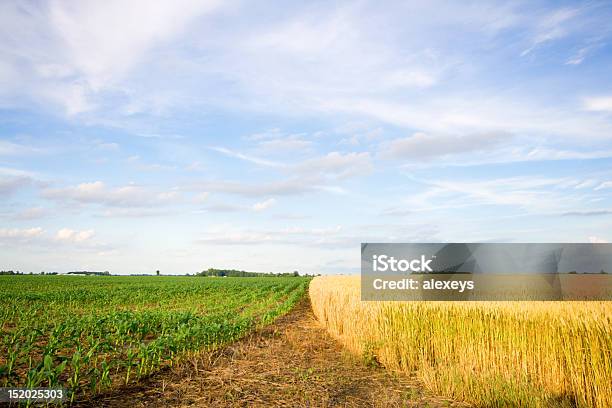 Trigo Y El Maíz Foto de stock y más banco de imágenes de Campo - Tierra cultivada - Campo - Tierra cultivada, Maíz - Zea, Separación