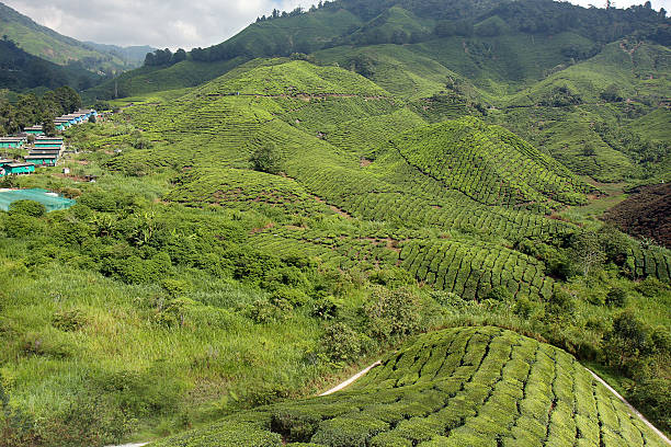 Tea Plantation stock photo