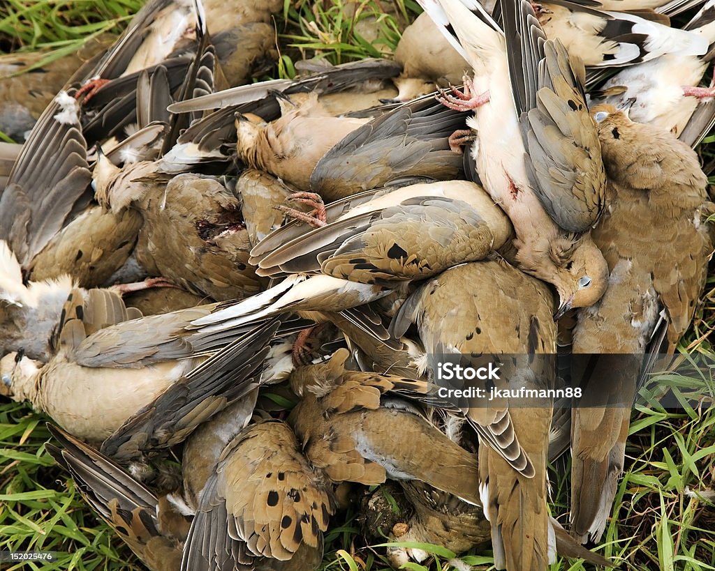 Голубь Hunt - Стоковые фото Голубь - птица роялти-фри
