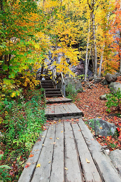 istock Boardwalk in the Woods on a Colorful Fall Day 152025619