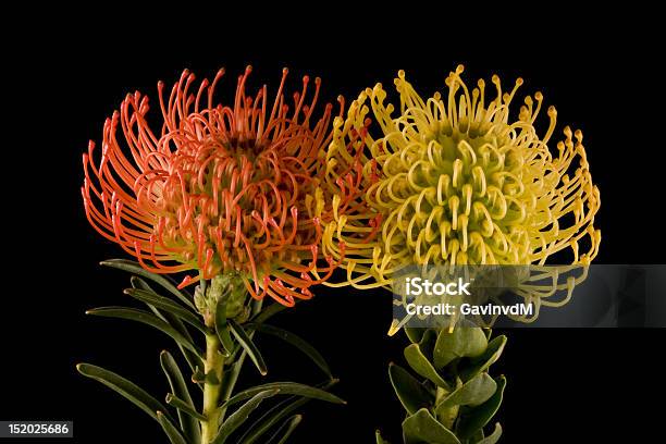 赤と黄色の Pincushion Proteas 黒色の背景 - おしべのストックフォトや画像を多数ご用意 - おしべ, カットアウト, カラー画像