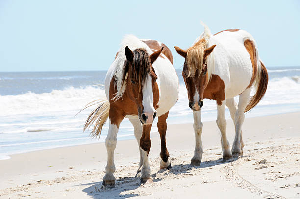dois cavalos na praia na ilha de assateague, maryland - horse animals in the wild water beach imagens e fotografias de stock
