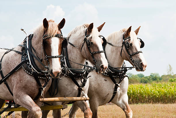 horse-drawn landwirtschaft demonstrationen - working horse stock-fotos und bilder